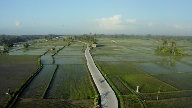 Aerial view of a road through flooded rice paddies and palm trees Indonesia. Aerial view of a road through flooded rice paddies and palm trees Indonesia.