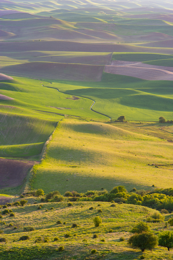 View of the rolling hills of the Palouse region with lush green fields patches of dark soil and scattered trees under soft golden light in Whitman County Washington United States.