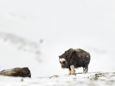 View of a muskox walking through the deep snow in the arctic landscape of Dovrefjell National Park Norway. View of a muskox walking through the deep snow in the arctic landscape of Dovrefjell National Park Norway.