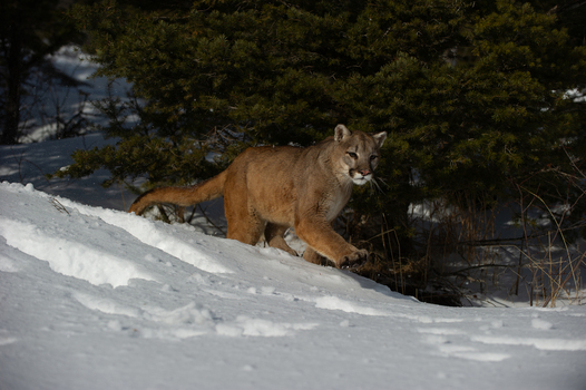 View of a mountain lion walking through deep snow in front of a pine tree in the USA. View of a mountain lion walking through deep snow in front of a pine tree in the USA.