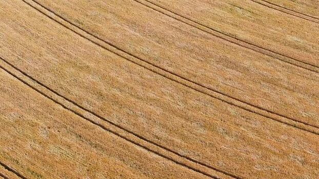 Aerial view of wheat field with tracks in Germany.