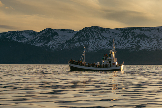 View of a boat filled with people glides on the water against the backdrop of snow capped mountains under a serene sky H&uacute;sav&iacute;k Nor&eth;ur&thorn;ing Iceland.