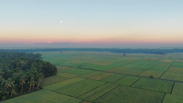 Aerial view of rice paddies and palm trees at dawn Indonesia. Aerial view of rice paddies and palm trees at dawn Indonesia.