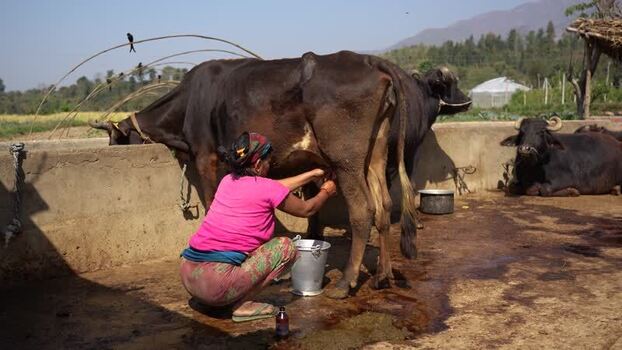 View of a woman milking a cow in a rural farm in Surkhet Nepal. View of a woman milking a cow in a rural farm in Surkhet Nepal.