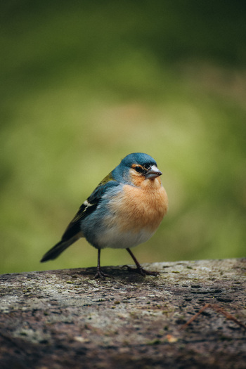 View of a vibrantly colored bird perched confidently on weathered wood against a soft blurred green backdrop embodying nature s delicate beauty Vila Franca do Campo Azores Portugal. View of a vibrantly colored bird perched confidently on weathered wood against a soft blurred green backdrop embodying nature s delicate beauty Vila Franca do Campo Azores Portugal.