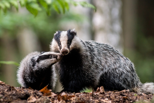 View of two European badgers interacting in a forest environment in Debrzno Pomeranian Voivodeship Poland.