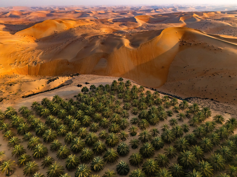Aerial view of the Bateen Liwa palm grove nestled among the vast orange sand dunes during golden hour in Al Dhafra Region Abu Dhabi United Arab Emirates. Aerial view of the Bateen Liwa palm grove nestled among the vast orange sand dunes during golden hour in Al Dhafra Region Abu Dhabi United Arab Emirates.