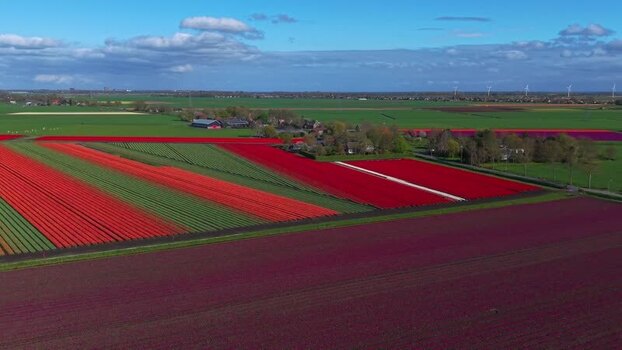 Aerial view of vibrant tulip fields and rural landscape Netherlands. Aerial view of vibrant tulip fields and rural landscape Netherlands.