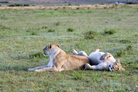 View of two lionesses resting in the green savanna grass of Kruger National Park with one lion lying on its back and the other looking across the plains Hoedspruit Limpopo South Africa. View of two lionesses resting in the green savanna grass of Kruger National Park with one lion lying on its back and the other looking across the plains Hoedspruit Limpopo South Africa.