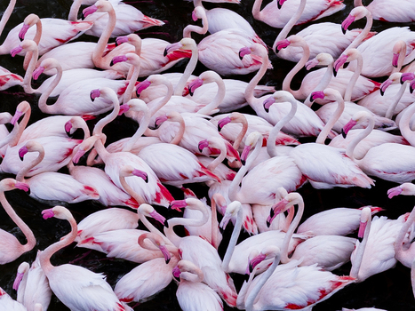 Aerial view of a flamboyance of flamingos their pink feathers a vibrant contrast against the dark waters creating a stunning natural spectacle San Pedro del Pinatar Region of Murcia Spain. Aerial view of a flamboyance of flamingos their pink feathers a vibrant contrast against the dark waters creating a stunning natural spectacle San Pedro del Pinatar Region of Murcia Spain.
