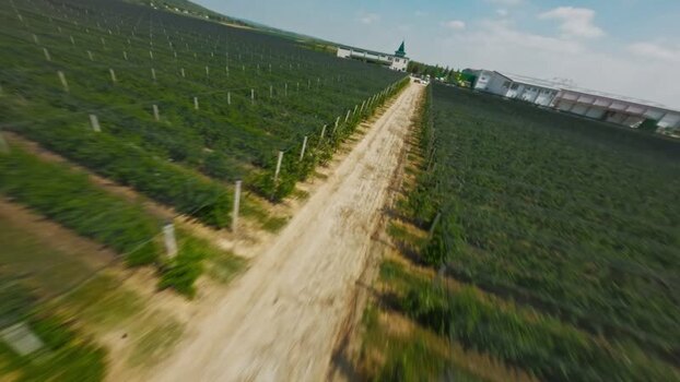 FPV aerial view of vineyard in Vojvodina Serbia.