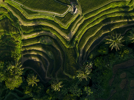 Aerial view of Tegallalang Rice Terrace with lush green terraced paddies palm trees and winding paths in Kecamatan Tegallalang Bali Indonesia. Aerial view of Tegallalang Rice Terrace with lush green terraced paddies palm trees and winding paths in Kecamatan Tegallalang Bali Indonesia.