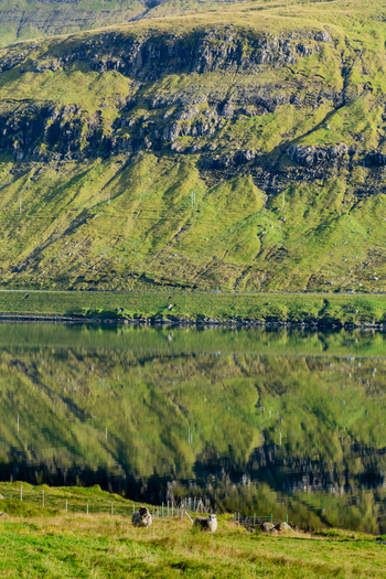 View of sheep grazing on a grassy hillside with a mountain reflected in the calm water of a fjord in the Faroe Islands. View of sheep grazing on a grassy hillside with a mountain reflected in the calm water of a fjord in the Faroe Islands.