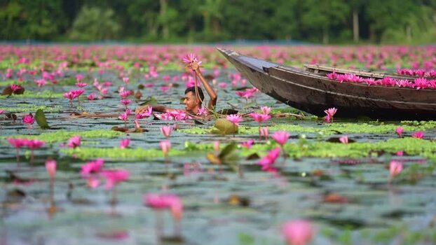 View of a man harvesting pink water lilies into a boat Bangladesh. View of a man harvesting pink water lilies into a boat Bangladesh.
