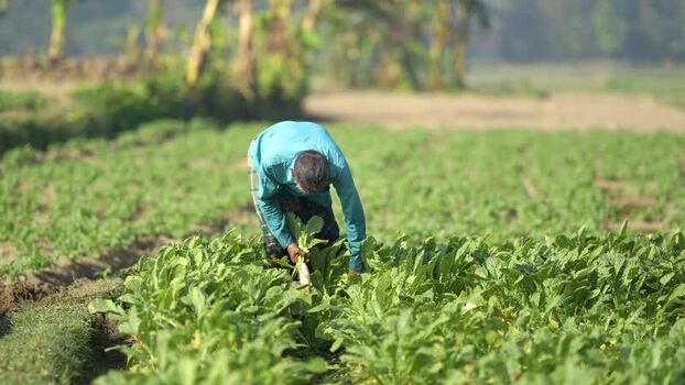 View of a farmer harvesting white radishes in a green field Bangladesh. View of a farmer harvesting white radishes in a green field Bangladesh.