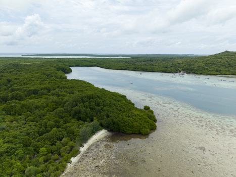 Aerial view of emerald mangrove forests meet the turquoise sea under a vast sky creating a vibrant contrast of colors Karimunjawa Central Java Indonesia.