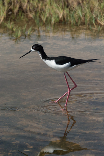 View of a Hawaiian stilt wading in shallow water in Maui County Hawaii United States.
