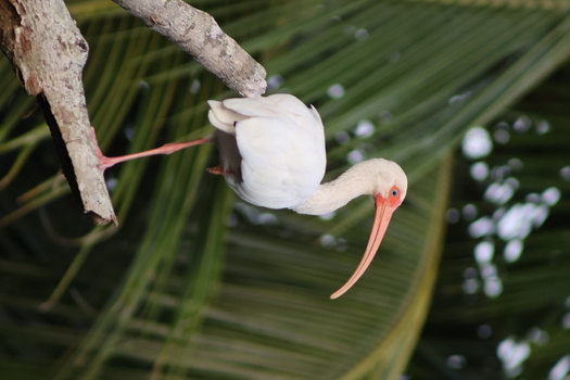 View of an American white ibis perched precariously on a branch its long curved beak contrasting with the vibrant green palm fronds Quepos Puntarenas Province Costa Rica.