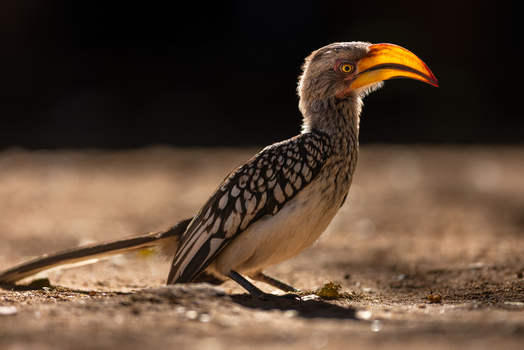 View of a Southern Yellow billed Hornbill with its distinctive large yellow beak standing on the sandy ground in the warm sunlight of Kruger Park Mpumalanga South Africa. View of a Southern Yellow billed Hornbill with its distinctive large yellow beak standing on the sandy ground in the warm sunlight of Kruger Park Mpumalanga South Africa.