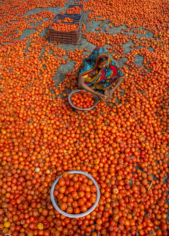 Bogura Bangladesh 02 March 2018 View of a woman in a colorful sari sorting fresh red tomatoes spread across the ground in a local market. Bogura Bangladesh 02 March 2018 View of a woman in a colorful sari sorting fresh red tomatoes spread across the ground in a local market.