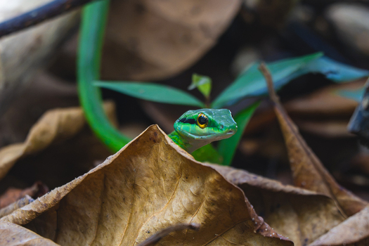View of a vibrant green snake peeking out from dry brown leaves on the forest floor in Costa Rica.
