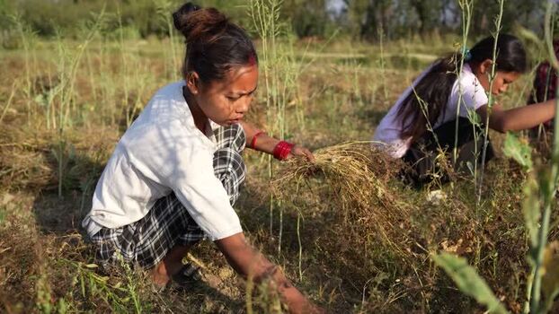 View of women harvesting crops in a rural field Nepal.