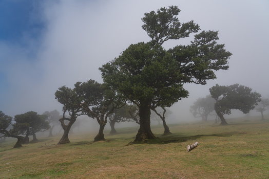 Aerial view of ancient laurel trees in the misty Fanal Forest Madeira. Aerial view of ancient laurel trees in the misty Fanal Forest Madeira.