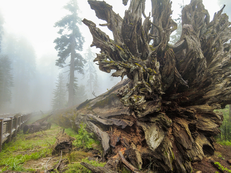 View of a massive fallen sequoia tree with exposed roots and a wooden boardwalk in a misty forest at Yosemite National Park California United States. View of a massive fallen sequoia tree with exposed roots and a wooden boardwalk in a misty forest at Yosemite National Park California United States.