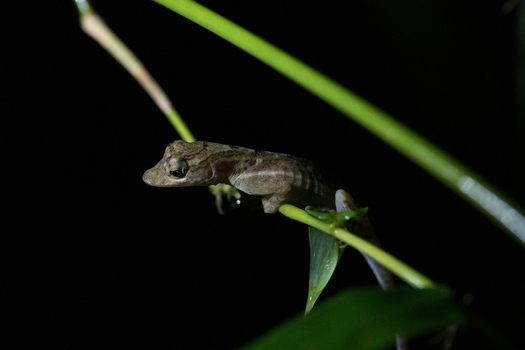 View of a small gecko perched on a thin green plant stem against a dark background in Costa Rica. View of a small gecko perched on a thin green plant stem against a dark background in Costa Rica.