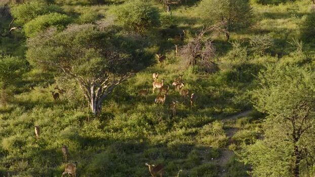 Aerial view of a herd of impalas in the savanna South Africa.