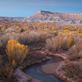 Aerial view of a winding river flowing through a valley of golden autumn trees with a massive desert mesa and badlands under a clear sky Hanksville Utah United States.