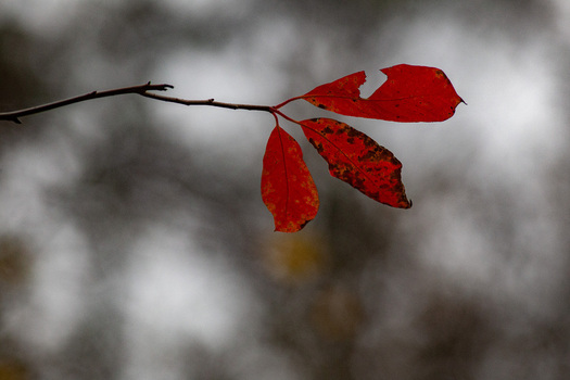 View of vibrant red leaves clinging to a delicate branch a stark contrast against the soft muted greys of the blurred forest backdrop Little Rock Arkansas United States. View of vibrant red leaves clinging to a delicate branch a stark contrast against the soft muted greys of the blurred forest backdrop Little Rock Arkansas United States.