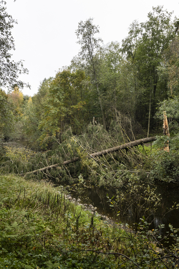 View of a fallen tree lying across a small stream in a lush forest with autumnal foliage and green grass in Jyvaskyla Central Finland Finland.