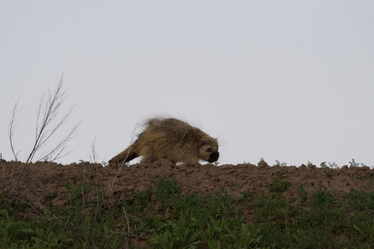 View of a porcupine walking along a dirt ridge with green grass in Palouse Washington United States.