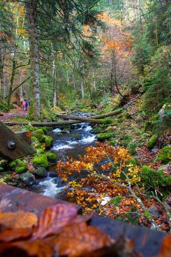 View of the Ravennaschlucht stream flowing through a lush autumn forest with mossy rocks fallen logs and people walking on a path in Breitnau Baden Wurttemberg Germany. View of the Ravennaschlucht stream flowing through a lush autumn forest with mossy rocks fallen logs and people walking on a path in Breitnau Baden Wurttemberg Germany.