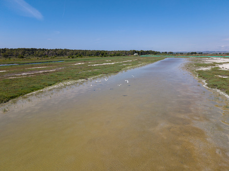 Aerial view of white birds flying over the shallow waters of Karavasta Lagoon surrounded by green wetlands and pine forests in Divjake Fier County Albania.