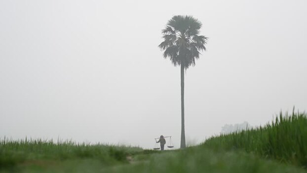 View of a farmer walking in a foggy field in Bogura Bangladesh. View of a farmer walking in a foggy field in Bogura Bangladesh.
