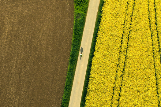 Aerial view of a cyclist riding on a narrow path between a brown plowed field and a blooming yellow rapeseed field Hofgeismar Hessen Germany. Aerial view of a cyclist riding on a narrow path between a brown plowed field and a blooming yellow rapeseed field Hofgeismar Hessen Germany.
