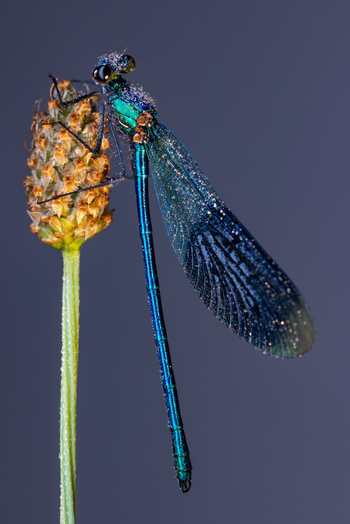 View of a blue damselfly covered in morning dew drops perched on a plant stem Wittenheim Grand Est France.