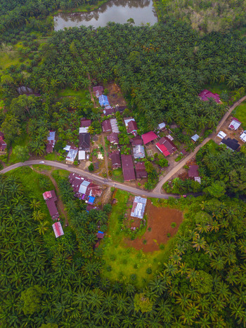 Aerial view of Taba Tembilang village surrounded by lush palm oil plantations small houses with metal roofs and a winding road in Arga Makmur Bengkulu Indonesia.