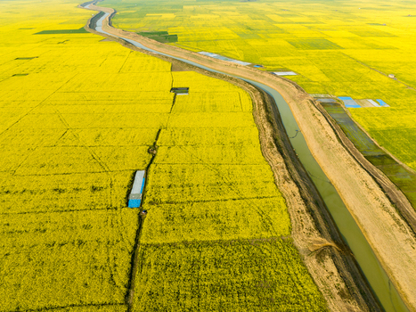 Aerial view of a vibrant yellow field with a snaking canal cutting through the landscape creating a striking contrast Sirajganj Rajshahi Division Bangladesh. Aerial view of a vibrant yellow field with a snaking canal cutting through the landscape creating a striking contrast Sirajganj Rajshahi Division Bangladesh.