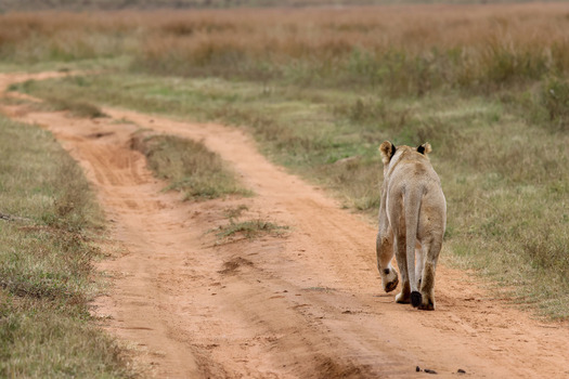 View of a lioness walking away along a winding dirt track through the dry savanna grass of Welgevonden Game Reserve Waterberg District Municipality Limpopo South Africa.