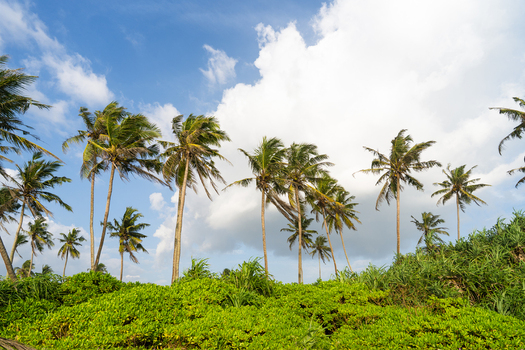 View of tall coconut palm trees swaying above lush green tropical vegetation under a bright blue sky with fluffy white clouds Galle Southern Province Sri Lanka.