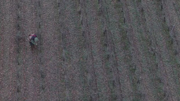 Aerial view of vineyards at Chateau Couhins France.