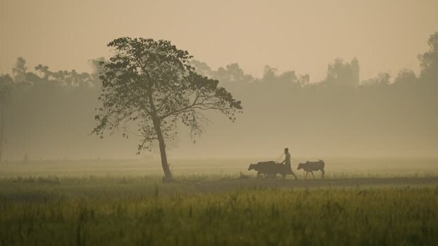View of a farmer plowing a field with oxen in the mist Bangladesh.
