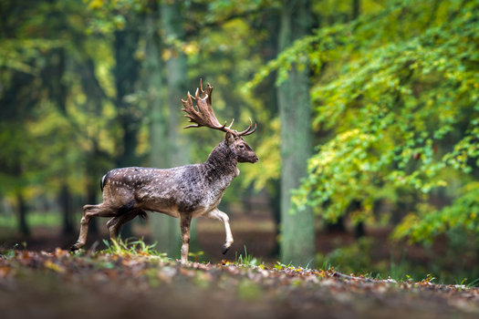 View of a fallow deer with large antlers walking through an autumn forest with vibrant green and yellow foliage in Debrzno Pomeranian Voivodeship Poland.