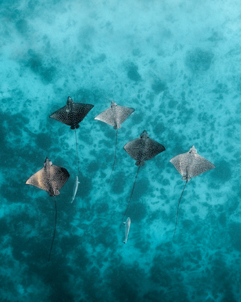 Aerial view of stingrays gliding through the turquoise ocean waters creating a mesmerizing dance of light and shadow Ouvéa Loyalty Islands Province New Caledonia. Aerial view of stingrays gliding through the turquoise ocean waters creating a mesmerizing dance of light and shadow Ouvéa Loyalty Islands Province New Caledonia.