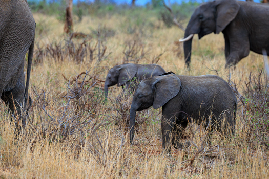 View of a family of elephants with their grey skin contrasting against the dry golden grasses foraging for food in the wild Skukuza Mpumalanga South Africa.