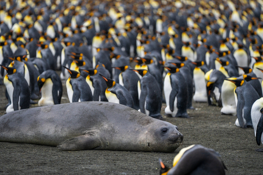 View of a Southern Elephant Seal resting on the dark sand at Gold Harbour surrounded by a large colony of King Penguins in South Georgia and the South Sandwich Islands. View of a Southern Elephant Seal resting on the dark sand at Gold Harbour surrounded by a large colony of King Penguins in South Georgia and the South Sandwich Islands.
