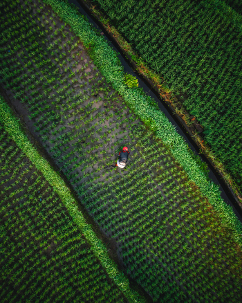 Aerial view of a farmer working in lush green rice paddies with irrigation channels in Sidemen Bali Indonesia. Aerial view of a farmer working in lush green rice paddies with irrigation channels in Sidemen Bali Indonesia.